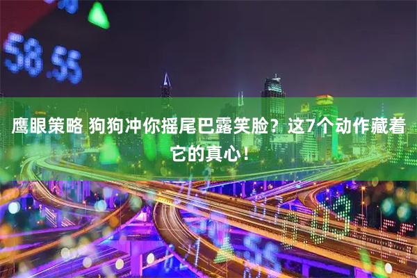 鹰眼策略 狗狗冲你摇尾巴露笑脸？这7个动作藏着它的真心！
