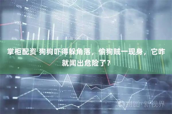 掌柜配资 狗狗吓得躲角落，偷狗贼一现身，它咋就闻出危险了？