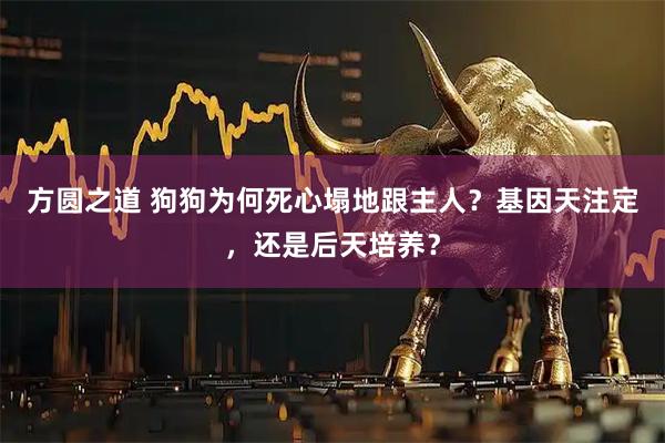 方圆之道 狗狗为何死心塌地跟主人？基因天注定，还是后天培养？