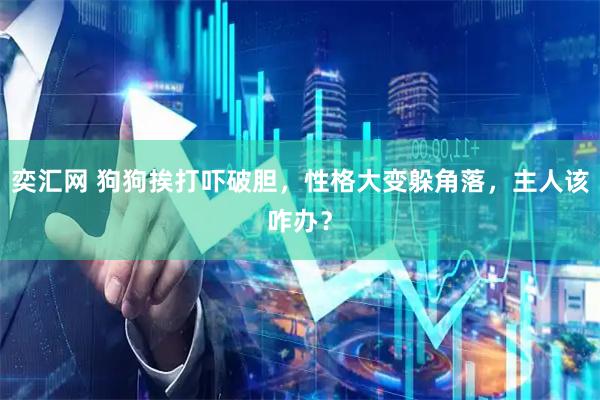 奕汇网 狗狗挨打吓破胆，性格大变躲角落，主人该咋办？