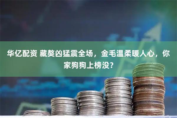 华亿配资 藏獒凶猛震全场，金毛温柔暖人心，你家狗狗上榜没？