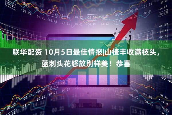 联华配资 10月5日最佳情报|山楂丰收满枝头，蓝刺头花怒放别样美！恭喜